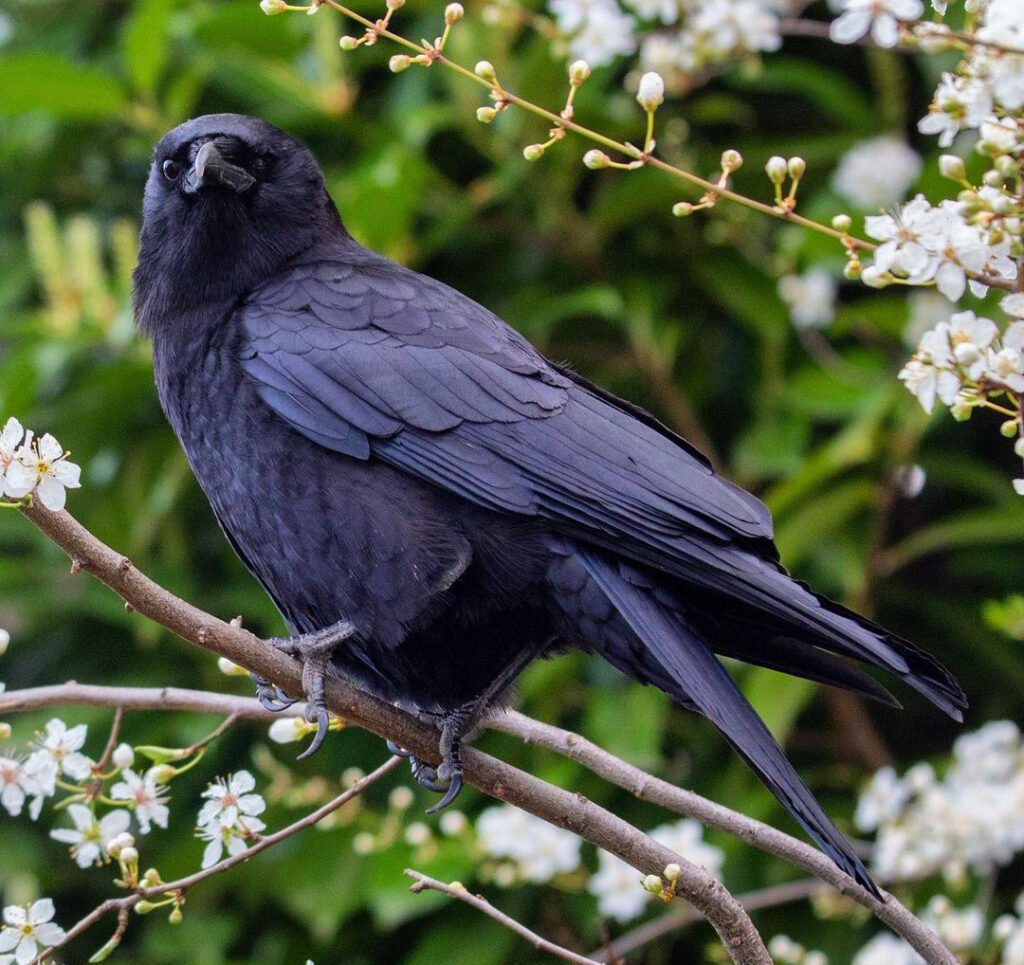 Crow: क्यों पिछले 3 साल से एक शख्स पर लगातार हमला कर रहा है 1 कौवा