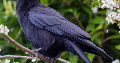 Crow: क्यों पिछले 3 साल से एक शख्स पर लगातार हमला कर रहा है 1 कौवा