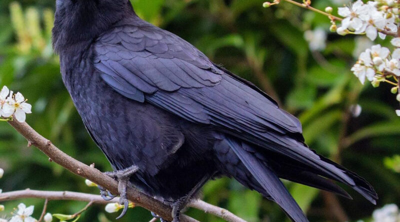 Crow: क्यों पिछले 3 साल से एक शख्स पर लगातार हमला कर रहा है 1 कौवा