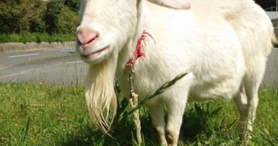 Due to the death of a goat, the coal company suffered a loss of Rs 2.68 crore, know what is the matter