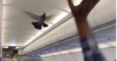 Two Pigeons