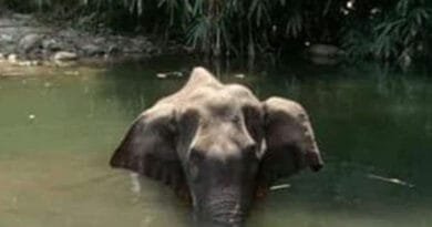 केरल में गर्भवती हथिनी के साथ क्रूरता का एक मामला सामने आया है। जिसकों लेकर बॉलीवुड जगत ,उद्योगपति और आम लोग आक्रोशित हैं। सभी जानवर के हत्यारों को कड़ी सजा देने की मांग कर रहे हैं।