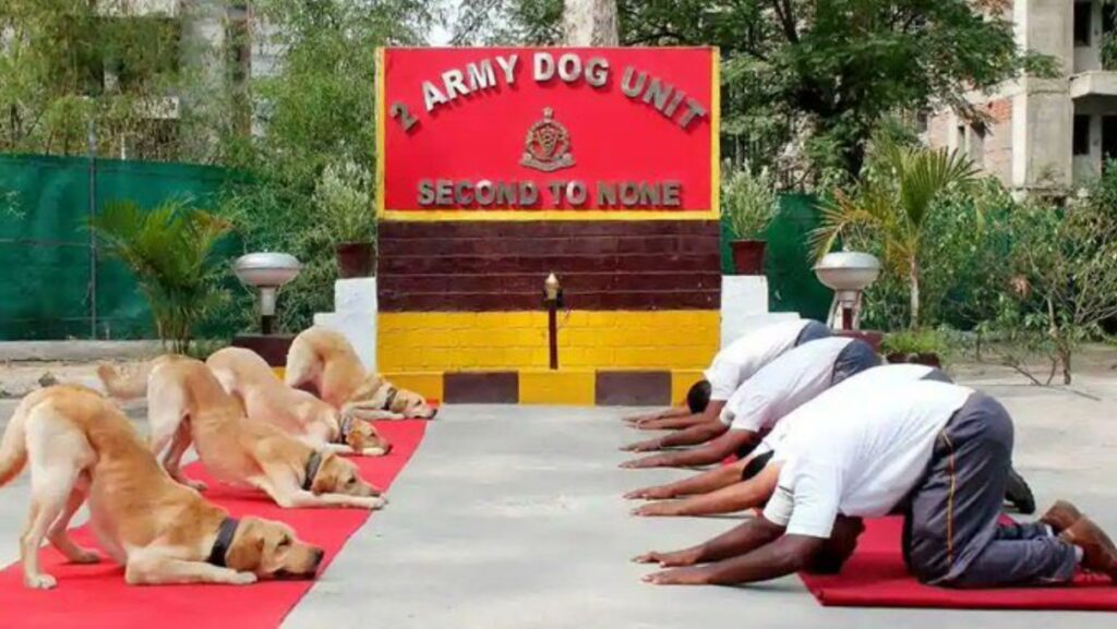 Sophie और Vida स्निफर डॉग को मिला सेना प्रमुख प्रशंसा अवॉर्ड