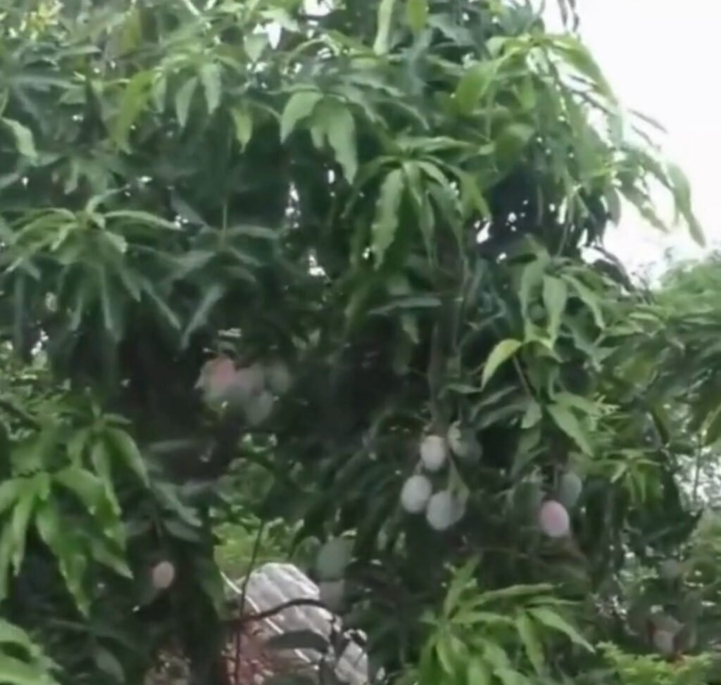 मध्य प्रदेश के शहर जबलपुर में आमों ( Miyazaki Mangoes  ) की रखवाली के लिए 4 गार्ड और 6 खूंखार कुत्तो को रखा गया है। ये दुनिया के सबसे महंगे आम हैं। अंतराष्ट्रीय बाजार में एक किलोग्राम आम की कीमत लगभग तीन लाख रूपये के करीब है ।