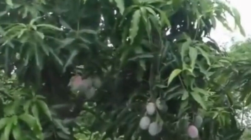 मध्य प्रदेश के शहर जबलपुर में आमों ( Miyazaki Mangoes  ) की रखवाली के लिए 4 गार्ड और 6 खूंखार कुत्तो को रखा गया है। ये दुनिया के सबसे महंगे आम हैं। अंतराष्ट्रीय बाजार में एक किलोग्राम आम की कीमत लगभग तीन लाख रूपये के करीब है ।