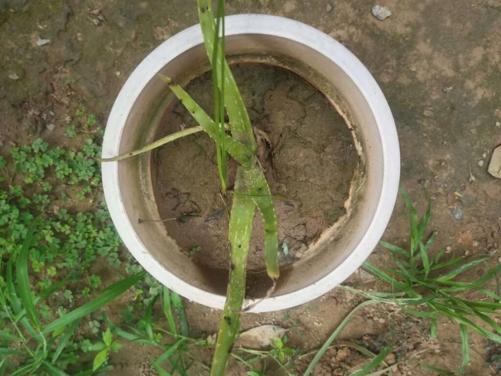 आप ने चोरी के अलग-अलग तरीके देखे होंगे। फिल्मों और वास्तविक जिंदगी में चोर अजीबोगरीब कारनामे करते हैं। ऐसा ही एक अजीबोगरीब मामला सामने आया है। जिसमें चोर ने घर के कीमती सामान को छुआ तक नहीं बल्कि उसने एक गमले को चुराया है। जिसके बदले में वह पैसे और चिट्ठी भी छोड़ कर चला गया। चोर ने चिट्ठी में दिल को छू लेने वाली बात लिखी है।