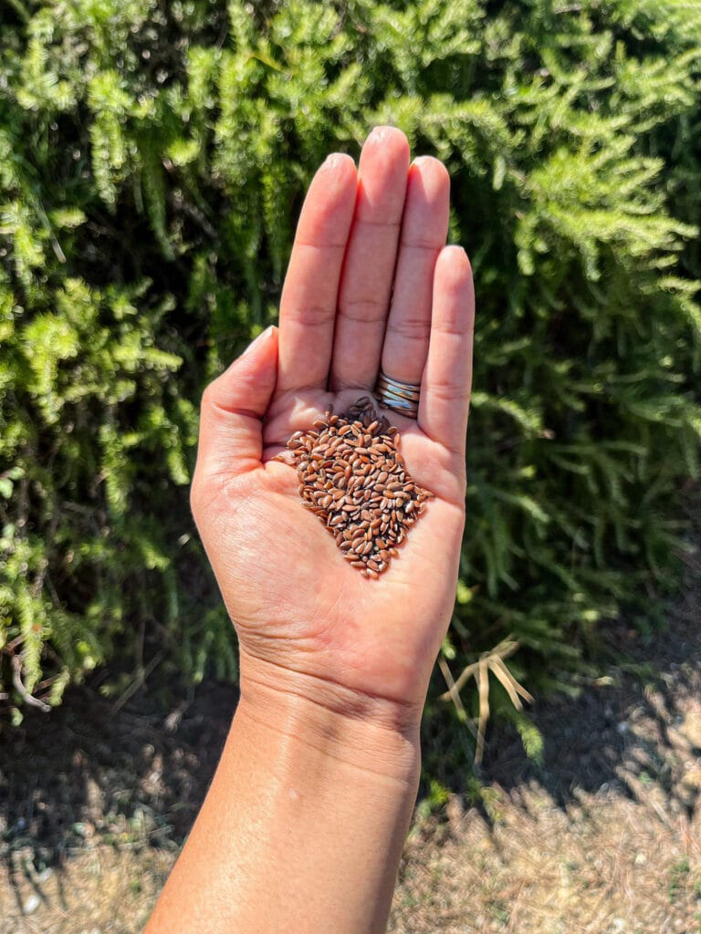 Flax Seeds: डायबिटीज के रोगियों के लिए रामबाण औषधि है अलसी के बीज