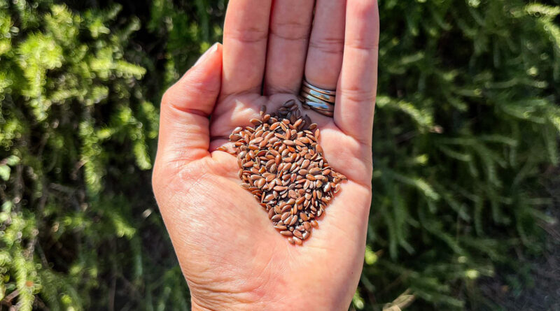 Flax Seeds: डायबिटीज के रोगियों के लिए रामबाण औषधि है अलसी के बीज