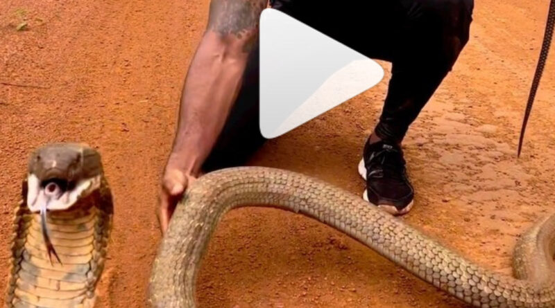 Cobra Video:किंग कोबरा को पकड़ने की कोशिश कर रहा था शख्स