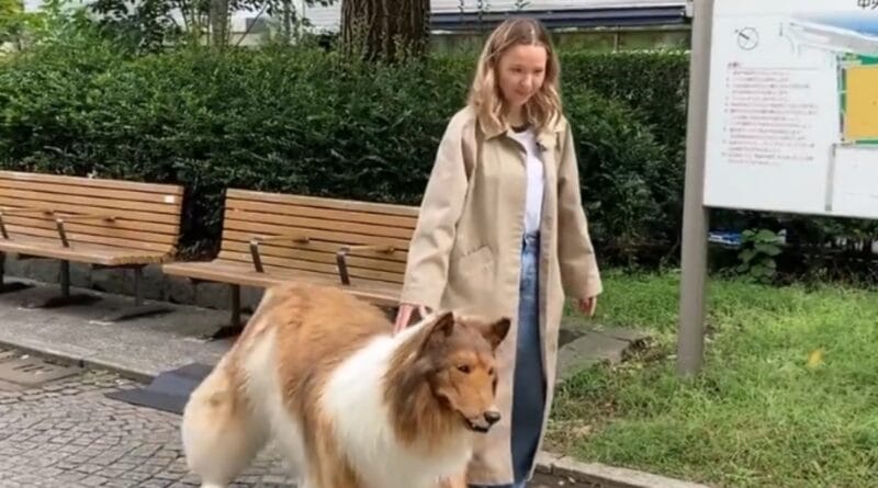 Japanese Dog: 22 हजार डॉलर खर्च कर जापानी शख्स बना कुत्ता