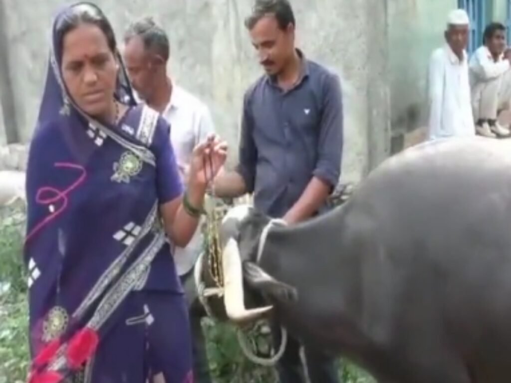 Mangalsutra खा गई भैंस, ऑपरेशन के बाद निकाला