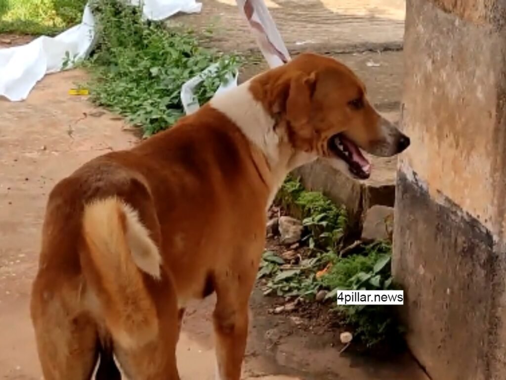 Pet Dog: मुर्दाघर के बाहर आज भी लौटने का इंतजार कर रहा है पालतू कुत्ता