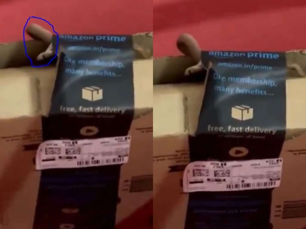 Amazon Cobra: पैकेज में मिला जिंदा कोबरा, कंपनी ने दिया जवाब