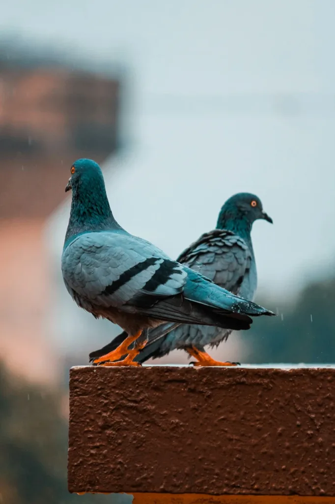 pigeon story: कबूतर की मदद से चोर ने 50 फ्लैट किए खाली