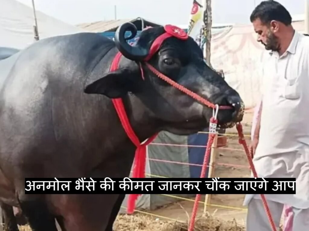 Anmol buffalo