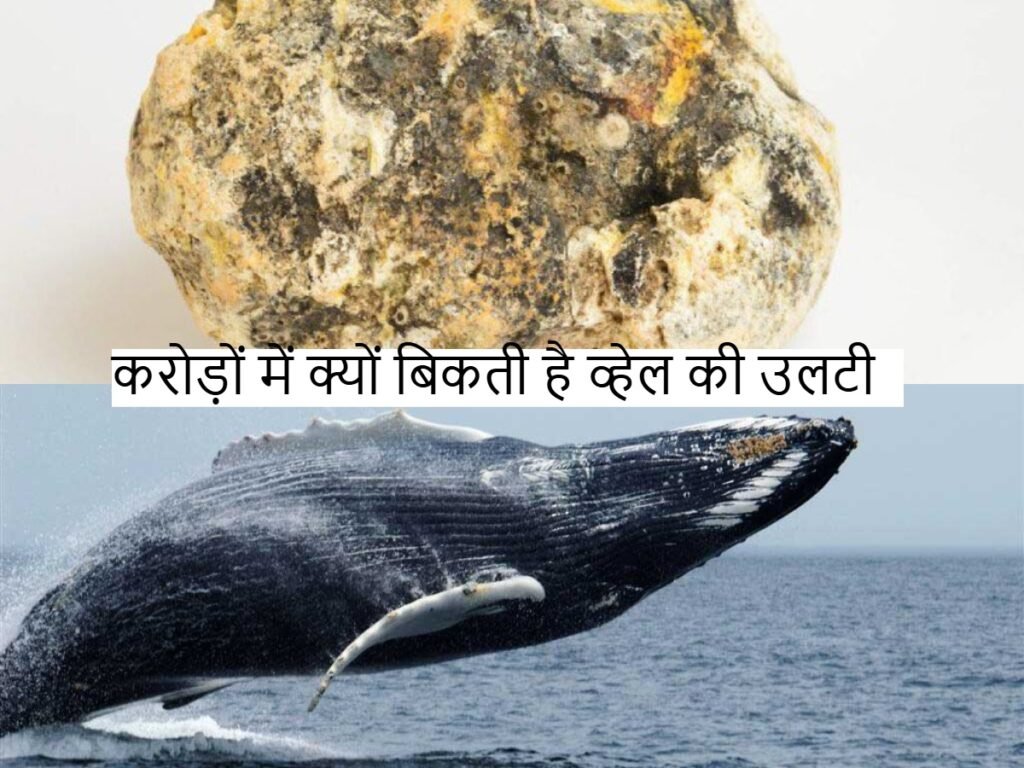 Ambergris: करोड़ों में क्यों बिकती है व्हेल की उलटी, यहां जानिए